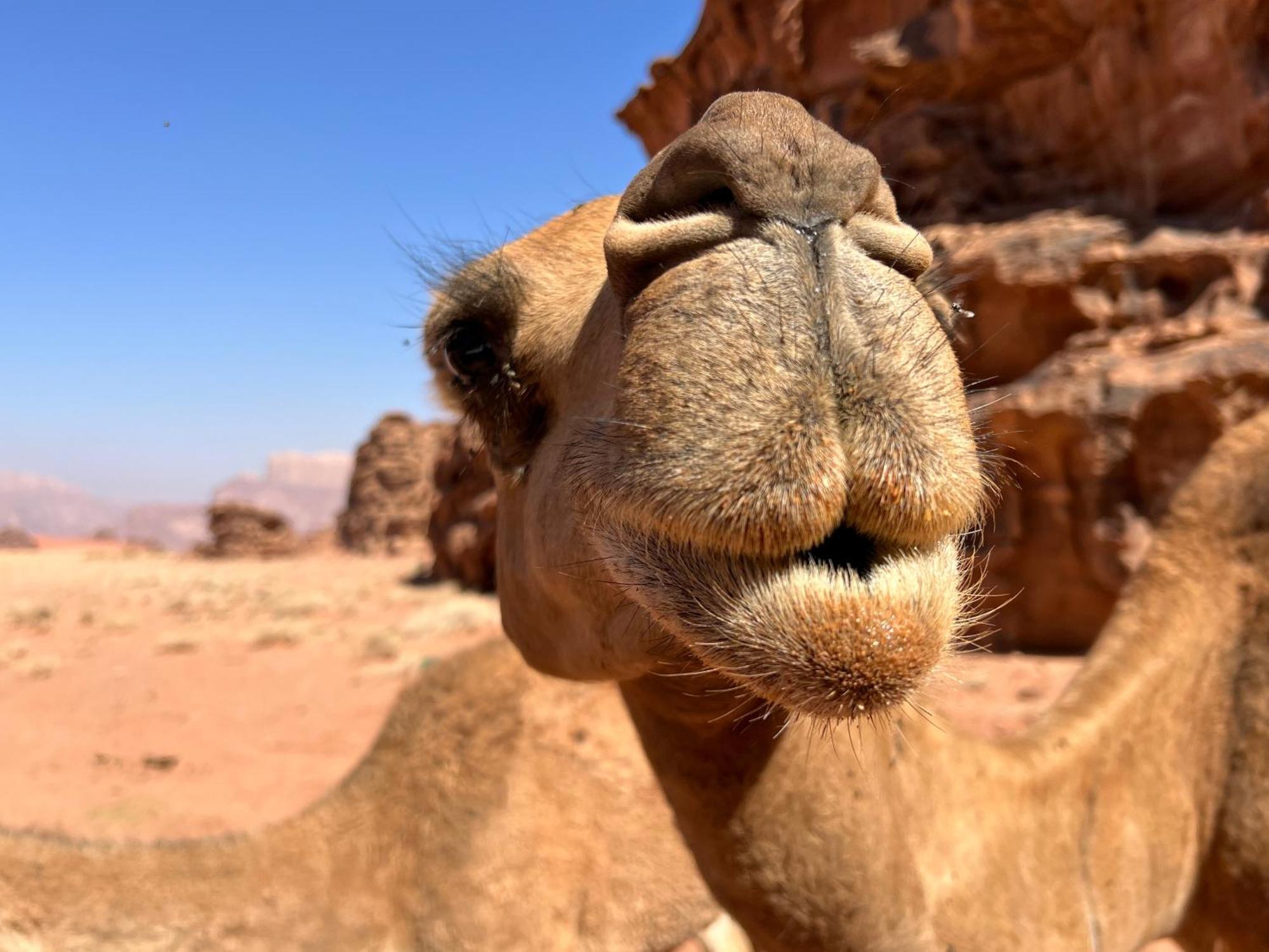 Salameh's Bedouin Camp Kemping Wadi Rum